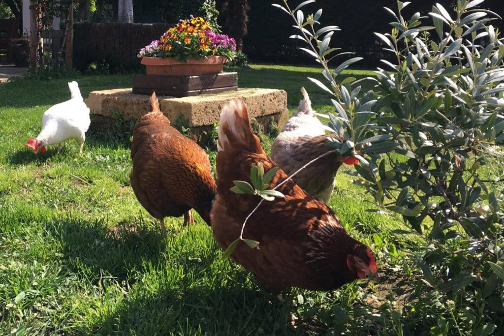 Garola Coccode Daire Luserna San Giovanni Dış mekan fotoğraf